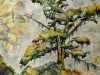 Linda Moskalyk - Old Man's Beard